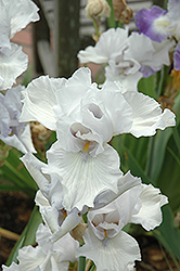 Aspen Iris (Iris 'Aspen') at A Very Successful Garden Center