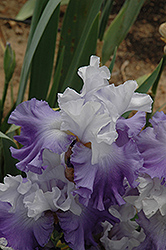 October Sky Iris (Iris 'October Sky') at A Very Successful Garden Center