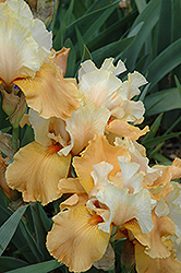 Easter Clouds Iris (Iris 'Easter Clouds') at Lakeshore Garden Centres