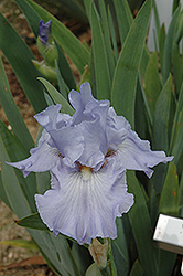 Twice Delightful Iris (Iris 'Twice Delightful') at A Very Successful Garden Center