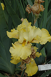 Buckwheat Iris (Iris 'Buckwheat') at Stonegate Gardens