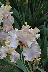 Winterland Iris (Iris 'Winterland') at A Very Successful Garden Center
