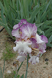 Happy New Year Iris (Iris 'Happy New Year') at A Very Successful Garden Center