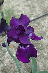 Grape Adventure Iris (Iris 'Grape Adventure') at A Very Successful Garden Center