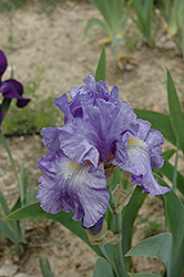 Genteel Iris (Iris 'Genteel') at Stonegate Gardens