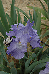 I Repeat Iris (Iris 'I Repeat') at Stonegate Gardens