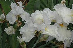 High Ho Silver Iris (Iris 'High Ho Silver') at A Very Successful Garden Center