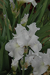Frost Echo Iris (Iris 'Frost Echo') at A Very Successful Garden Center
