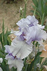 Bonus Lite Iris (Iris 'Bonus Lite') at Stonegate Gardens