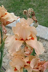 Frappe Iris (Iris 'Frappe') at Stonegate Gardens