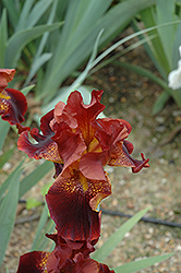 Chief Hematite Iris (Iris 'Chief Hematite') at Lakeshore Garden Centres