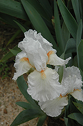 Returning Peace Iris (Iris 'Returning Peace') at A Very Successful Garden Center