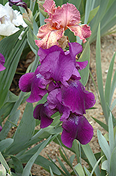 Sign Of Leo Iris (Iris 'Sign Of Leo') at A Very Successful Garden Center