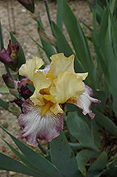 Istanbul Iris (Iris 'Istanbul') at A Very Successful Garden Center