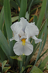 Glacier King Iris (Iris 'Glacier King') at Lakeshore Garden Centres