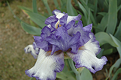 Soft Rain Iris (Iris 'Soft Rain') at Stonegate Gardens