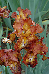 Cayenne Caper Iris (Iris 'Cayenne Caper') at Stonegate Gardens