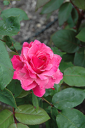 First Federal's Renaissance Rose (Rosa 'First Federal's Renaissance') at Lakeshore Garden Centres