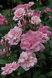 Old Blush Rose (Rosa 'Old Blush') at Stonegate Gardens