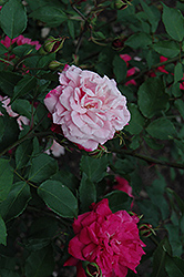 Archduke Charles Rose (Rosa 'Archduke Charles') at A Very Successful Garden Center