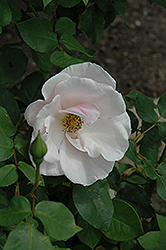 Souvenir de St. Anne's Rose (Rosa 'Souvenir de St. Anne's') at A Very Successful Garden Center