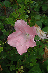 Duchess of Cypress Azalea (Rhododendron 'Duchess of Cyprus') at A Very Successful Garden Center