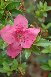 Abbott Azalea (Rhododendron 'Abbott') at A Very Successful Garden Center