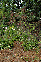 Mottled Tuberose (Manfreda variegata) at A Very Successful Garden Center