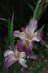 Willa Mae Iris (Iris 'Willa Mae') at A Very Successful Garden Center