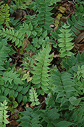 Japanese Holly Fern (Cyrtomium fortunei) at A Very Successful Garden Center