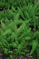 Myers Foxtail Fern (Asparagus densiflorus 'Myers') at A Very Successful Garden Center