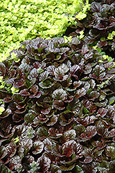 Black Scallop Bugleweed (Ajuga reptans 'Black Scallop') at Stonegate Gardens