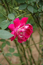 Louis Phillippe Rose (Rosa 'Louis Phillippe') at Stonegate Gardens