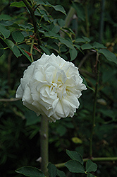 Lamarque Rose (Rosa 'Lamarque') at A Very Successful Garden Center