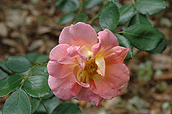 Lafter Rose (Rosa 'Lafter') at Stonegate Gardens