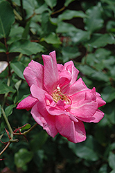 Bon Silene Rose (Rosa 'Bon Silene') at A Very Successful Garden Center