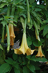 Golden Angel's Trumpet (Brugmansia aurea) at A Very Successful Garden Center