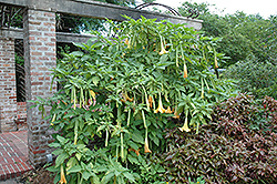 Golden Angel's Trumpet (Brugmansia aurea) at A Very Successful Garden Center