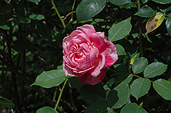 Mrs. B.R. Cant Rose (Rosa 'Mrs. B.R. Cant') at A Very Successful Garden Center