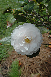 Goggy Camellia (Camellia japonica 'Goggy') at A Very Successful Garden Center