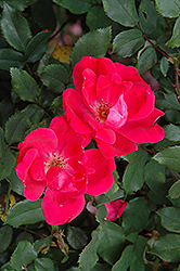 Red Knock Out Rose (Rosa 'Red Knock Out') at Lakeshore Garden Centres
