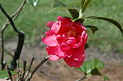 Sun Up Camellia (Camellia 'Sun Up') at A Very Successful Garden Center