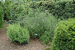 Weeping Texas Swamp Privet (Forestiera angustifolia 'Pendula') at A Very Successful Garden Center