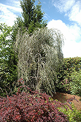 Weeping Myall (Acacia pendula) at A Very Successful Garden Center