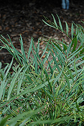 Soft Caress Mahonia (Mahonia eurybracteata 'Soft Caress') at A Very Successful Garden Center