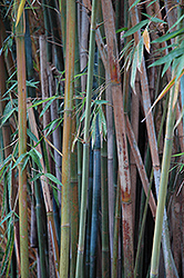 Graceful Bamboo (Bambusa textilis 'Gracilis') at Lakeshore Garden Centres