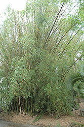 Buddha's Belly Bamboo (Bambusa ventricosa) at Stonegate Gardens