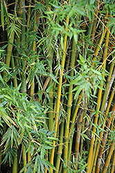 Seabreeze Bamboo (Bambusa malingensis) at Stonegate Gardens