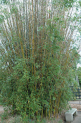Seabreeze Bamboo (Bambusa malingensis) at A Very Successful Garden Center