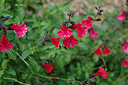 Navajo Red Autumn Sage (Salvia greggii 'Navajo Red') at A Very Successful Garden Center